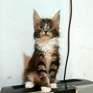 Kucing MaineCoon Jantan Pure No mix. Line Ped CFA Maine Coon