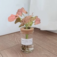 植栽 室內盆栽 粉紅佳人合果芋 水耕植物