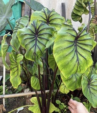 ต้นไม้สวยๆ ราคาถูก 💥 Colocasia Pharaoh's Mask หรือ "โคโลคาเซียหน้ากากฟาโรห์"( ความสูง25-30ซม. ) จัดส่งแบบกระถาง4 นิ้ว 🖤 เป็นบอนนอกหรือบอนนำเข้า เป็นพืชเขตร้อนเหมาะสำหรับบ้านเรา น้องเลี้ยงง่ายและโตไว.