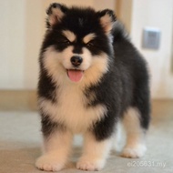 G Gray Alaska Red Sleigh Dog Alaska Puppies Alaska Dogs Giant Black Pure Breed Alaska GAOZ