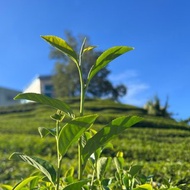 涼風・梨山秋烏龍/高山烏龍茶/清甜花香・淡雅奶甜/150g