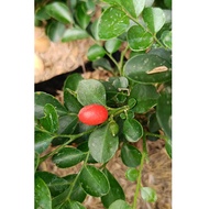 Elegant White Blooms: Murraya paniculata – Perfect for Your Garden