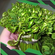 Pakis Sayur Jakarat Pakis Sayur Sayuran Segar Pakis Sayur Per Ikat