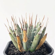 曲刺妖炎 (Agave utahensis var. eborispina) ｜———｜塊根植物｜象牙宮｜龜甲龍｜曲刺妖炎｜橄欖｜象足漆樹｜多肉植物｜龍舌蘭｜嚴龍｜