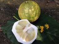 新竹自然農法 老欉50年以上大白柚