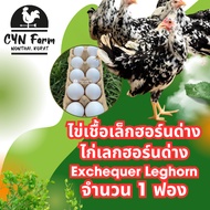 Variegated Leghorn Chicken Eggs (Exchequer Leghorn) 1 Egg