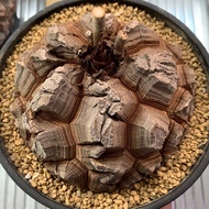 精品 南非龜甲龍｜Dioscorea elephantipes｜❤️‍🔥  ………………………………….. NO·妖炎·塊根植物·象牙宮·龜甲龍·象足漆樹·白皮橄欖·龍舌蘭·