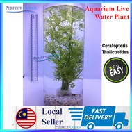 Aquatic Live Aquarium Water Plant Low Level Aquascape Java Fern Moss Narrow Leaf Pokok Tank 🌊READY STOCK🌊| Perfect Ocean