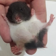 hamster syrian panda