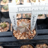 🌵💥 แอสโตรมายริโอ้ 💥🌵 Astrophytum myriostigma  ไม้เมล็ด ขนาด 2-4 ซม. ต้นกระบองเพชร ต้นแคคตัส (แคคตัส กระบองเพชร)