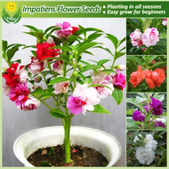 เมล็ดพันธุ์ เมล็ดดอกเทียน คละสี บรรจุ 200 เมล็ด Impatiens balsamina Flower Seeds เทียนดอก เทียนสวน เ