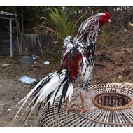 TELUR AYAM BANGKOK EKOR LIDI PETATUNG DAN ADUAN FERTIL ASLI UNTUK DITETASKAN