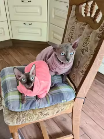 Fashionable Clothes For Cats Sphynx Cat Sweater Kitten Clothing Hound Dog Hoodie Clothes For Sphinx 