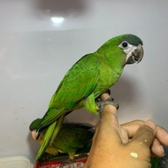 Hans Macaw Parrot Burung Jinak