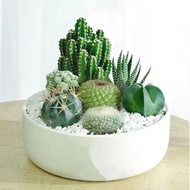Succulent Plant Cactus Potted Plant Cactus Office Indoor Potted Cactus Plant Flower Potted Plant VAD