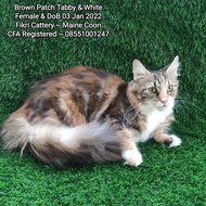 Kucing Mainecoon Brown Patch Tabby White CFA