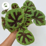 Tanaman Hias Begonia iroon Cros - Begonia Tapak Macan