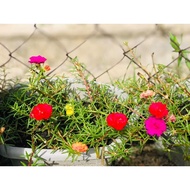 bunga rose jepun campur