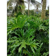phillo dendron potong, bunga potong phillo, tanaman dekorasi, tanaman potong phillo