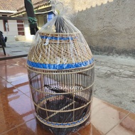 SANGKAR BURUNG TERMURAH MODEL RAJUT KANDANG PERKUTUT BARONG SUPER SINTETIS