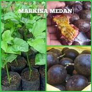 Bibit Tanaman Markisa Medan Markisa Hitam 70% Manis | Katika bibit siap berbuah