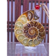 Premium Grade Ammonite crystal slab pendant (螺)- 33.0g