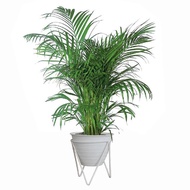 Jirifarm (11660) Standing Pot / Iron Pot Support Diameter 17 cm Height 17 cm