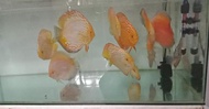 ikan discus indukan