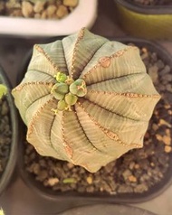 5.5cm 實生 母 布紋球 (塊根植物，仙人球，象牙宮，龜甲龍，多肉，凝蹄玉)