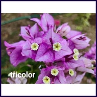 ▩ ✓ ◰ SALE!!! RARE ROOTED BOUGAINVILLEA
