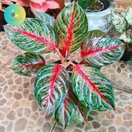 tanaman aglonema red borju bibit/bonggol
