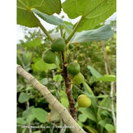 BUAH TIN PUTIK / BUAH TIN FRESH / BUAH TIN IRAQI / 10 BIJI