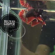 Ikan Cupang Avatar Cooper Series - Male Red Cooper, Ikan Cupanghias