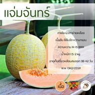 เมล็ดเมล่อนกาเลียพันธุ์แจ่มจันทร์ 100 เมล็ด ตราพยัคฆ์ติดปีก เนื้อส้ม