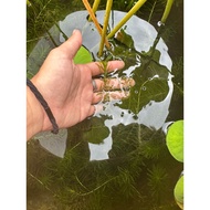 Aquarium plant (Hydrilla) Rumput Air Aquarium