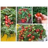 30 dwarf cherry tomato seeds