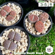 Live Plant Twin Head 3pcs Combo Lithops 3-5 years 生石花 / 屁屁花 / Lithops / Living Stone by SRL