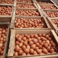 Terlaris Telur Ayam Negeri Pilihan 1 Peti / 10 Kg Murah !! Ready
