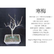 心栽花坊-寒梅(中)/盆景素材/梅花/圓盆/四角盆/售價360特價300