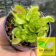 กาบหอยแครง (Dionaea muscipula) หลากหลายสายพันธุ์ "Venus Flytrap"