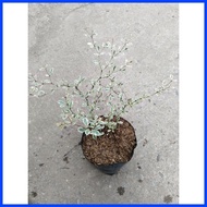 ✳ ◎ ∝ Variegated African Talisay Tree  Variety