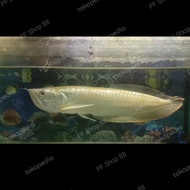 Ikan Arwana Silver Brazil size Medium