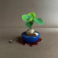 圓葉山烏龜 球根山野草