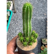 Cactus Succulent Plant Euphorbia fruiticosa Fomgo