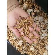500g Mealworm for Hamsters Large Worms Drying Bird Food Roasted Worms for Chicks Hamster Food