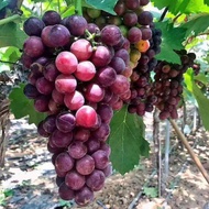 Fruit seedling Ready stock Anak benih anggur, pokok nilam besar, pokok buah amaranth, anak benih buah, ditanam di utara