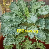 150 Curled Kale (dwarfed) Seeds (fr SG)