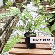 BUY 2 FREE 1 Pokok Paku Pakis 1 / Pokok Hiasan Paku Pakis / Adiantum Pedatum / Adiantum Hispidulum /