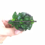 THAI NANA PETITE LEAVES - AQUARIUM PLANTS WITH STONES FOR AQUARIUM AQUARIUM AQUARIUM