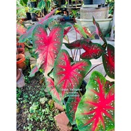 Caladium USA🪴🇺🇸rare plant😍